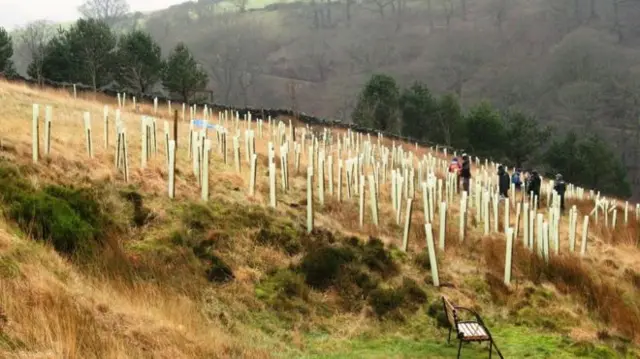 Trees planted on the side of a valley