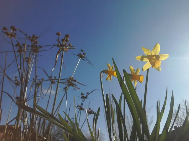 Daffodils