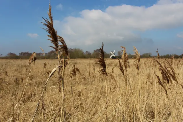 Wicken Fen