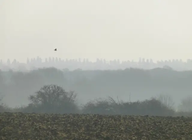 Misty field near Longthorpe
