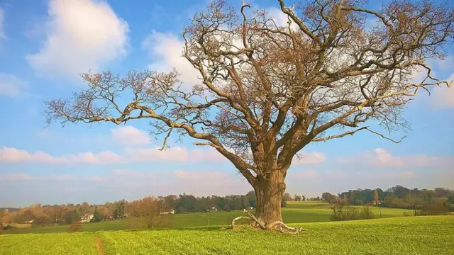 Bealings skyline and fields