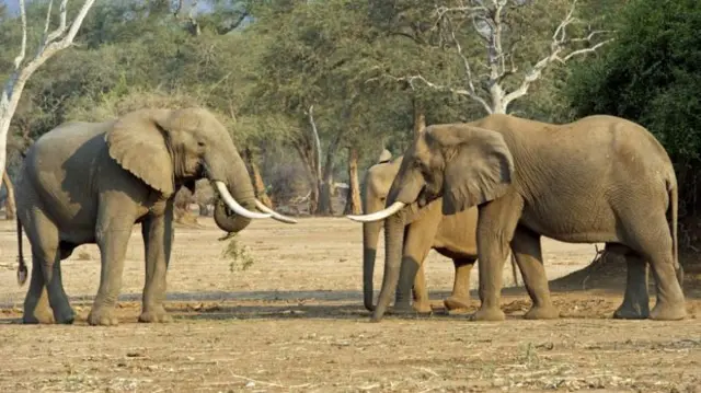 a pair of elephants