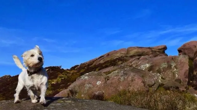 Dog on rocks in Peak District in Flash