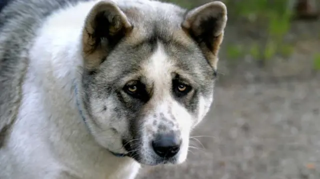 An Akita