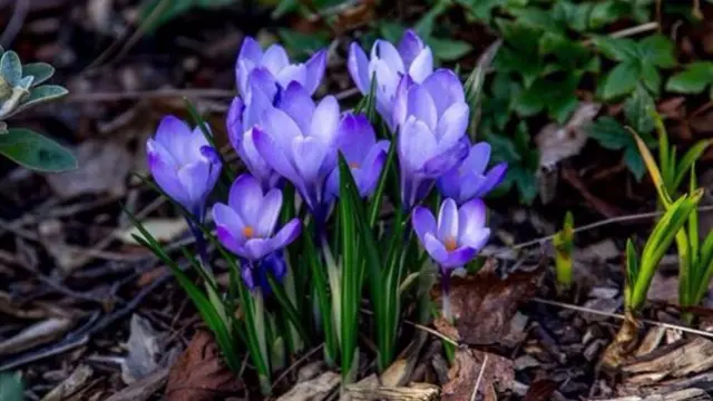 Crocuses in flower