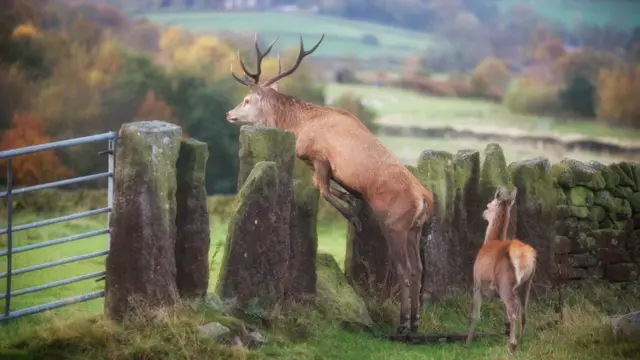 Stag and fawn