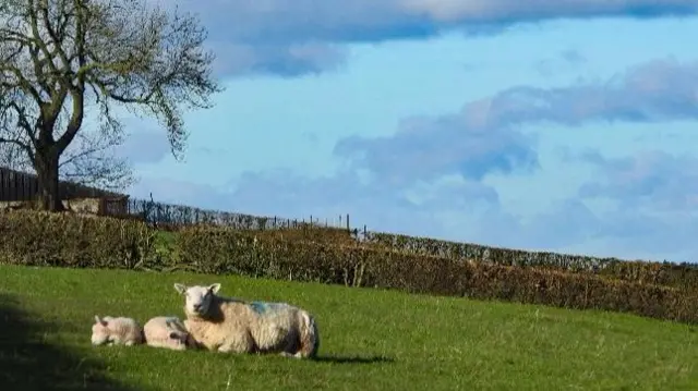 Sheep in a field in Leek