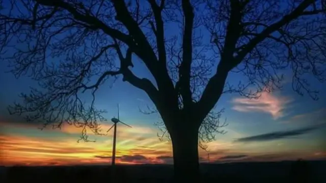 Sun setting behind tree