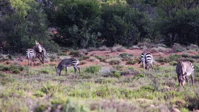 Animals in Mountain Zebra National Park