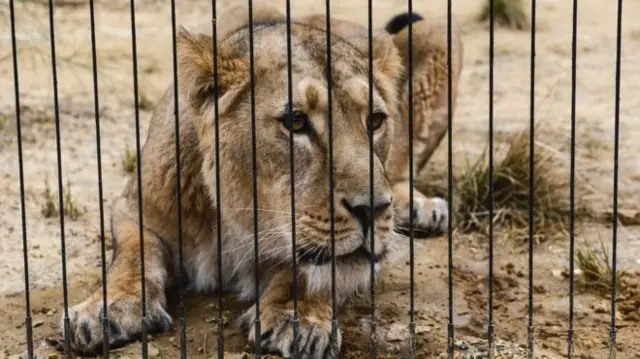 Lion at London Zoo