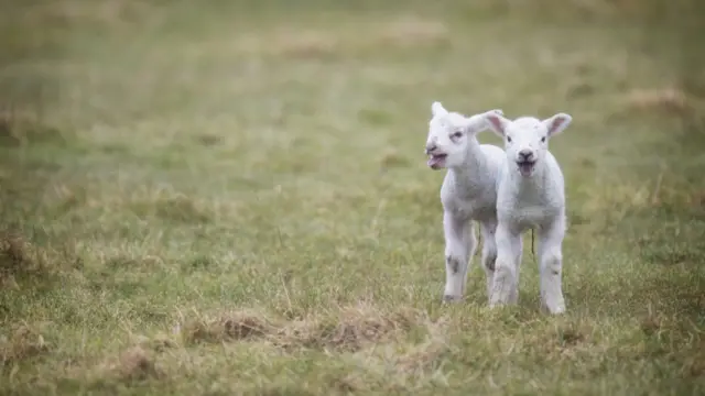 Lambs