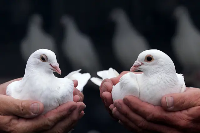 Wedding doves