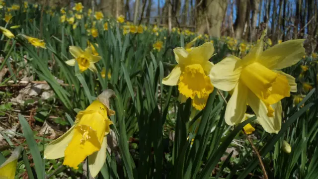 Wild daffodils