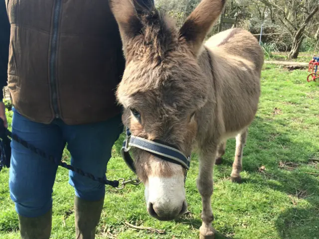 Daisy donkey