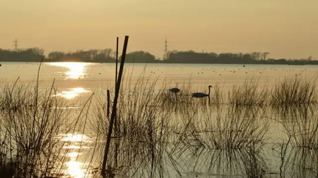 Lake with swans