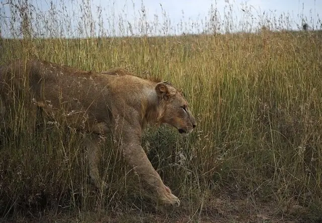 Lioness in Kenya