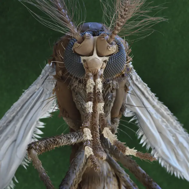 Aedes aegypti mosquito