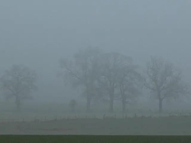 Misty field