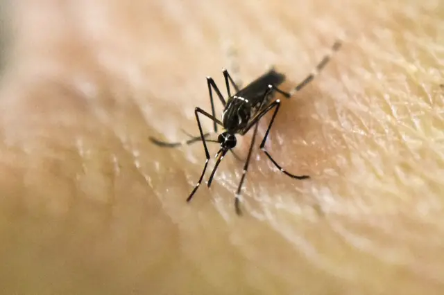 Aedes Aegypt mosquito