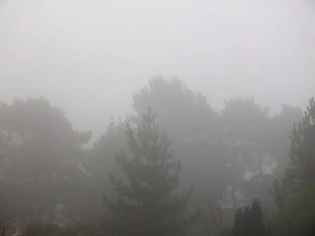 Trees and fog