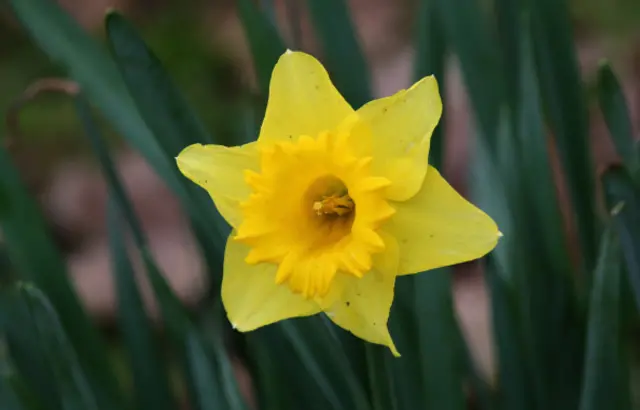 Daffodil