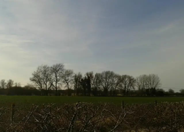 Trees near Histon