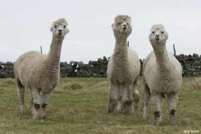 3 Llamas