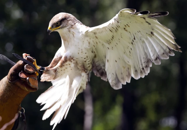 A gyr-saker falcon landing on a man's hands