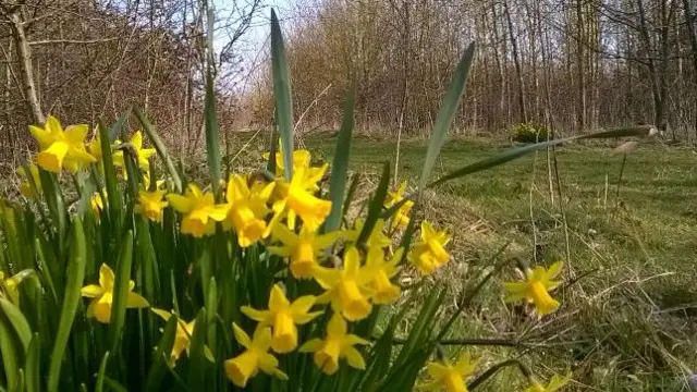 Daffodils