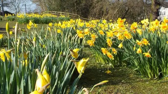 Daffodils in Madeley