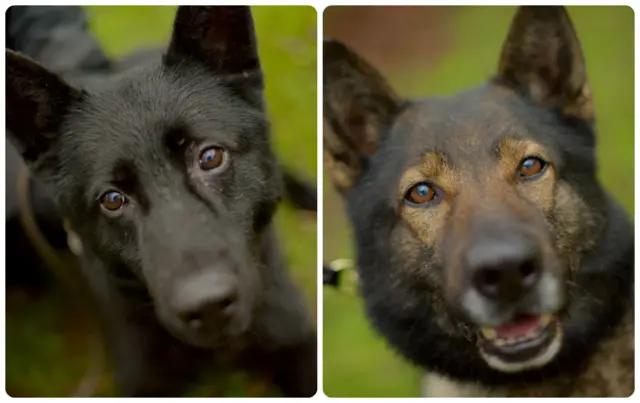 Police dogs Ska and Pride