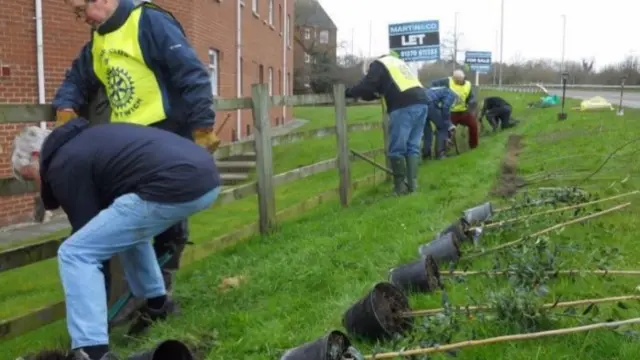 Hedge being planted