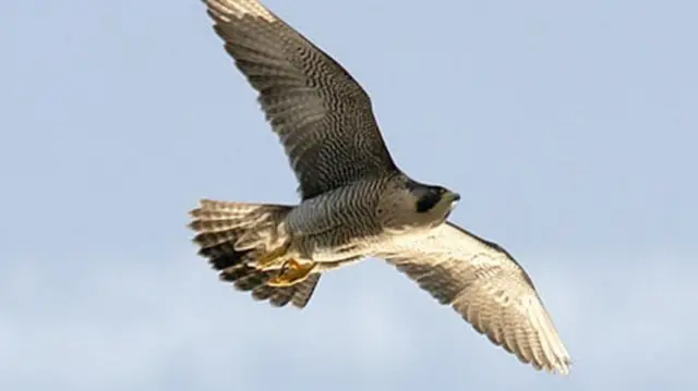 Peregrine Falcon