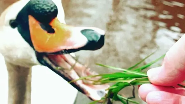 Swan being fed