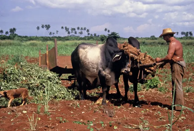 A farmer tends a pair of oxen pulling a cart in a field in Cuba