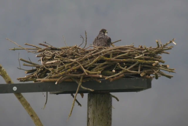 Peregrine in osprey's nest at Rutland Water