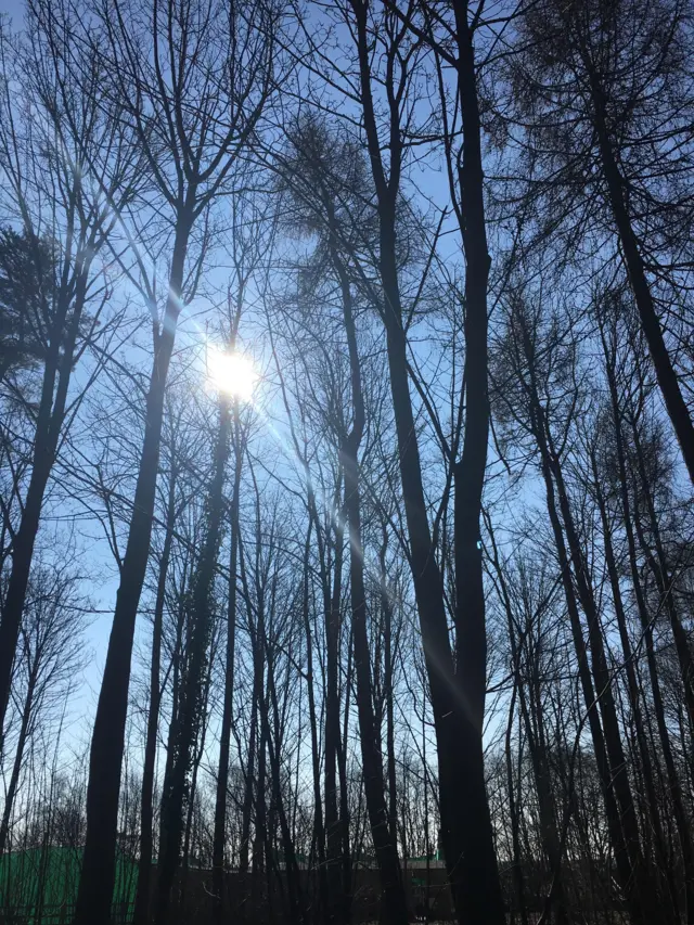 Sunshine through trees at Elveden