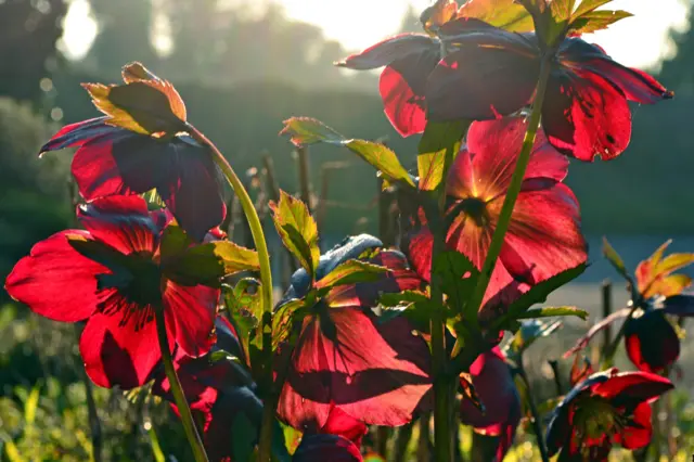 Flowers in Empingham