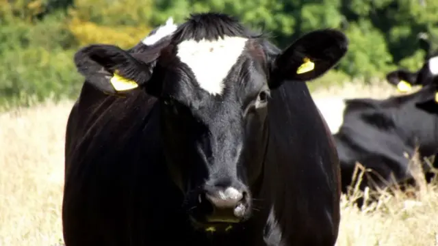 Cow