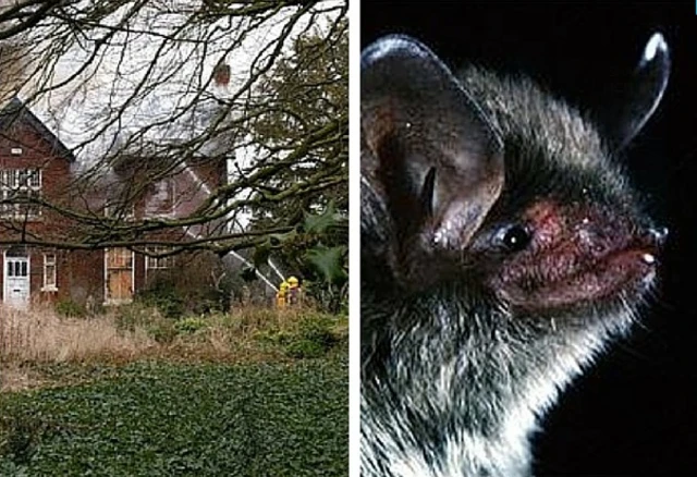 Fire in a derelict Derbyshire house will have destroyed a roost for rare bats