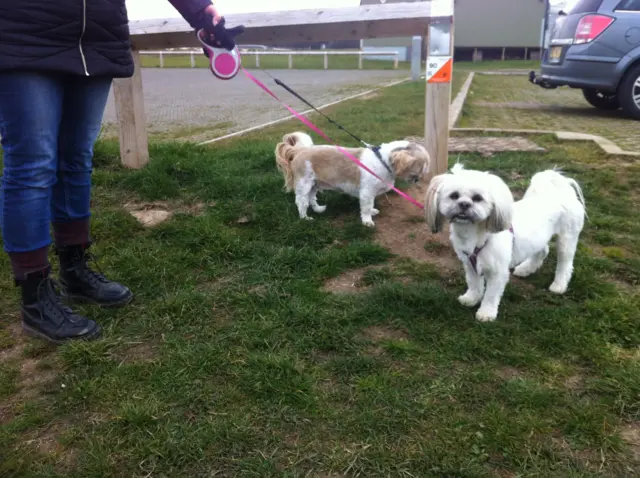 Dogs going for a walk in Blaby