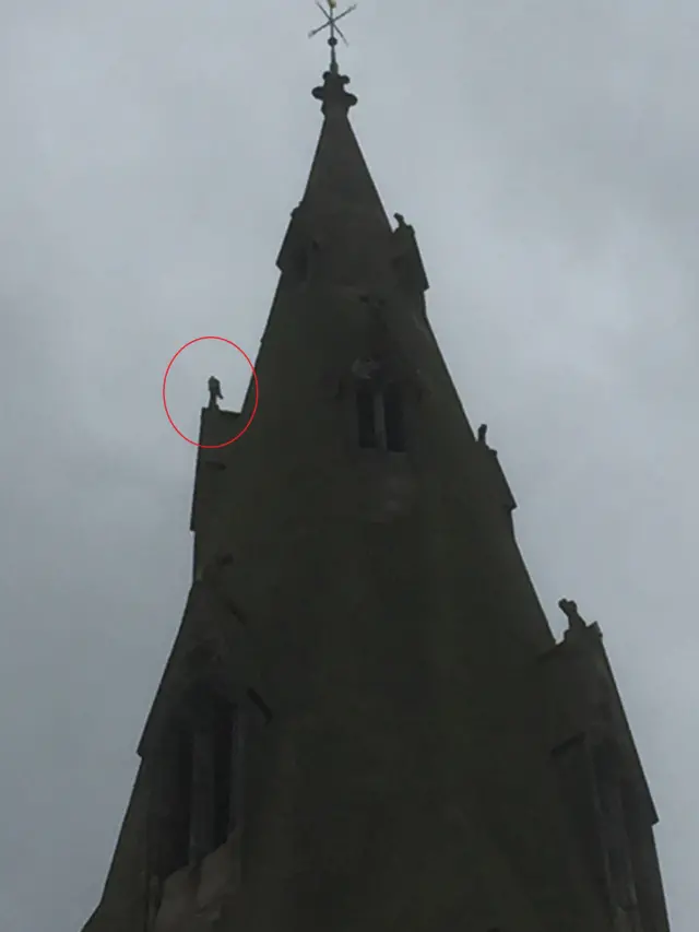 Peregrine falcon on Leicester Cathedral