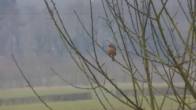 Bird in a tree