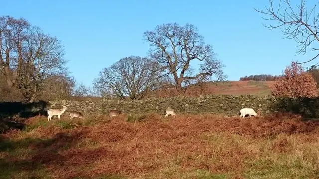 Deer at Bradgate Park