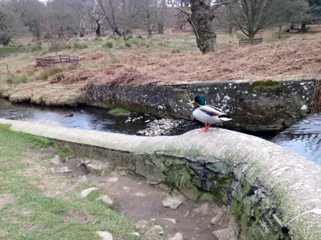 Mallard duck stood by the river at Bradgate Park