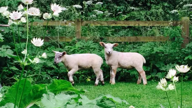 Lambs in Buxton