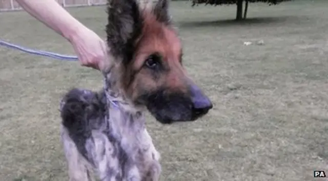 Abused Alsatian dog