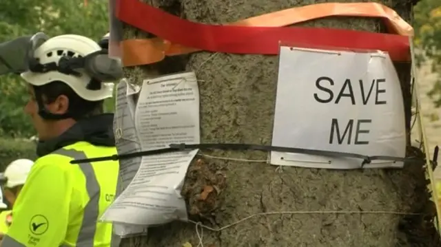 Tree in Sheffield with 'Save Me' sign attached