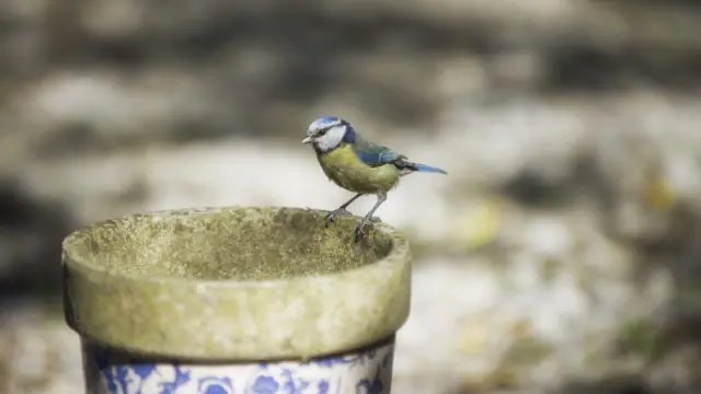 Blue tit