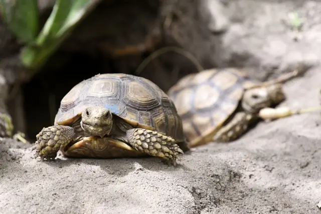 Tortoises in Senegal